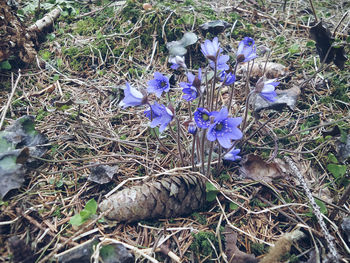 High angle view of crocus on field