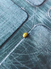 High angle view of ladybug on metal
