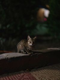 Portrait of cat sitting on retaining wall at night