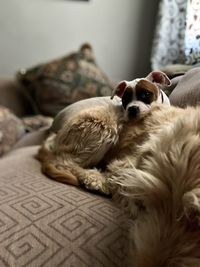 Close-up of a dog resting