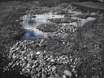 Trees in water