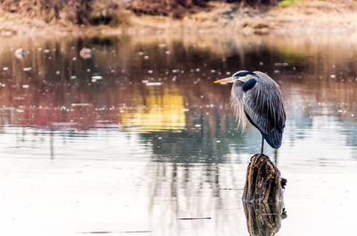 Gray heron on wooden post in lake