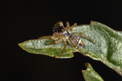 Close-up of insect on leaf against black background