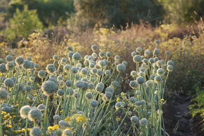 Close-up of flowers growing in field