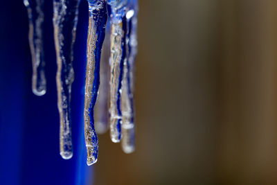 Close-up of icicles hanging