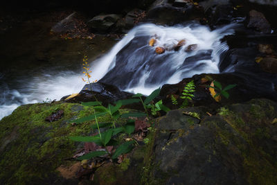 Scenic view of waterfall in forest