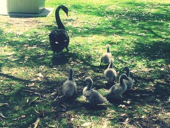 Birds on grassy field