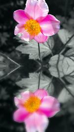 Close-up of pink flower