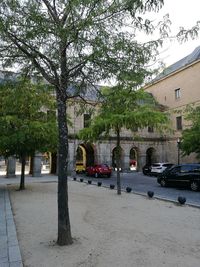 Road by trees in city against sky