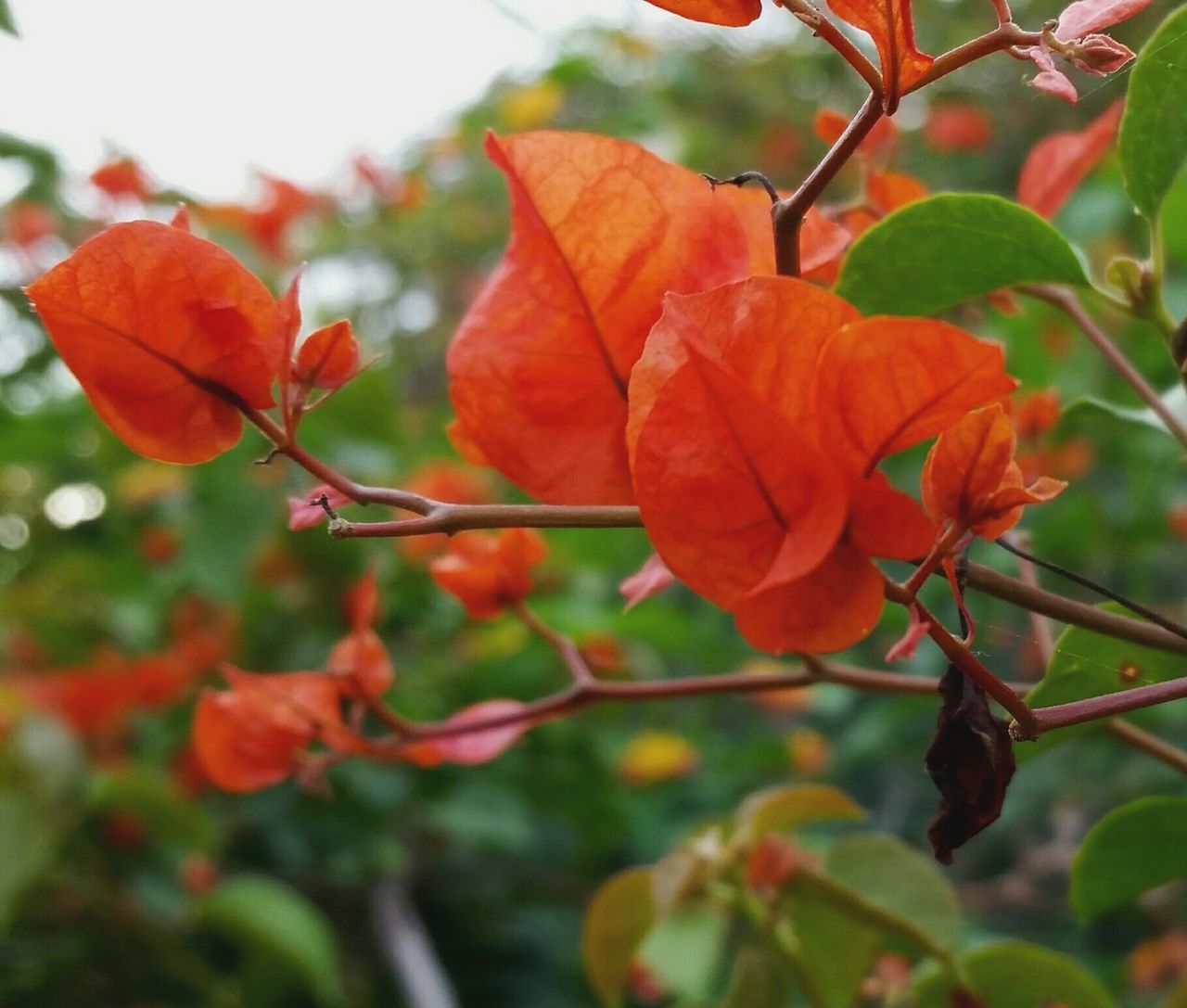 leaf, orange color, growth, focus on foreground, branch, nature, close-up, red, beauty in nature, tree, freshness, season, autumn, fragility, plant, flower, twig, day, outdoors, no people