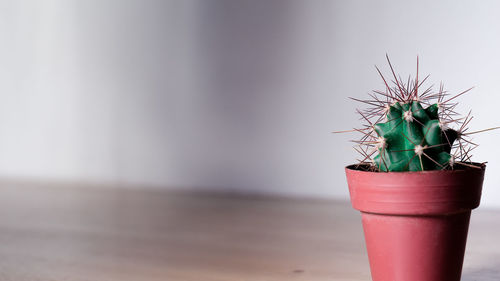 Close-up of potted plant on table