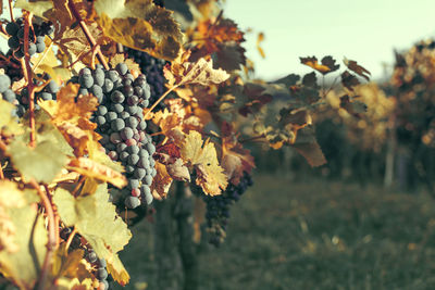 Close-up of grapes growing in vineyard.