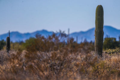 Cactus growing on field against sky