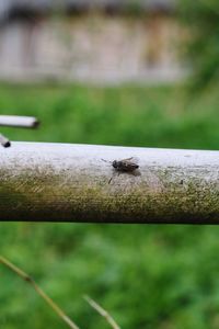 Close-up of fly on leaf