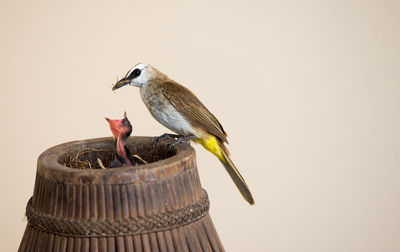 Close-up of bird perching on food