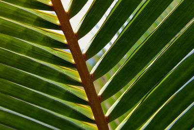 Full frame shot of palm leaves