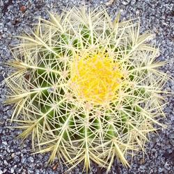 Close-up of yellow flower on field