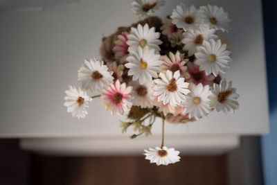 Close-up of white daisy flowers in vase