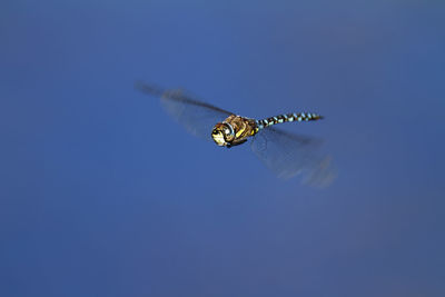 The migrant hawker hovering in the air on crna mlaka