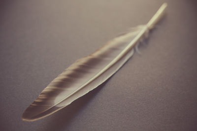 Close-up of feather against white background