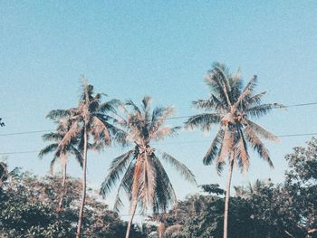 Low angle view of palm trees against clear sky