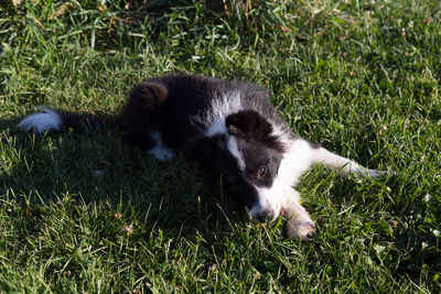 Adorable black and white border collie puppy lying down in grass looking up with shy expression