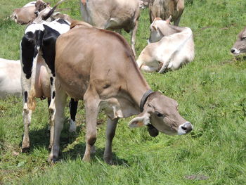 Cows on field