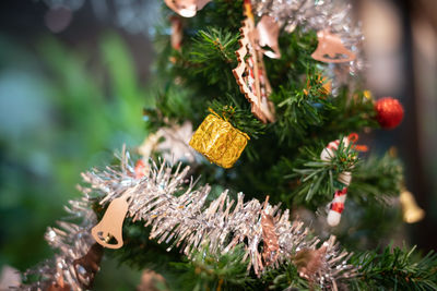 Close-up of christmas tree