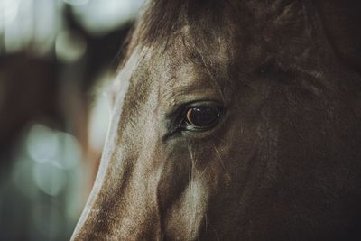 Close-up of horse