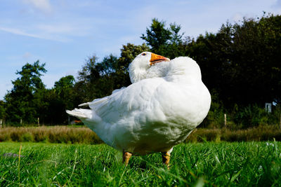 Close-up of bird on field against sky