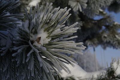 Close-up of flower plant in winter