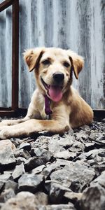 Close-up of dog sitting on floor