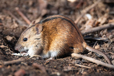 Close-up of an animal