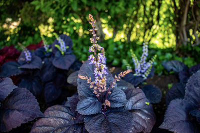 Close-up of purple flowering plant on land