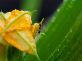 Close-up of yellow flower