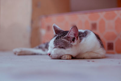 Cat sleeping