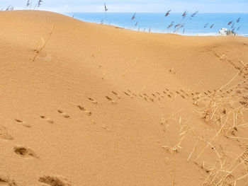 High angle view of footprints on sand at beach