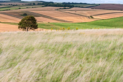 Scenic view of rural landscape