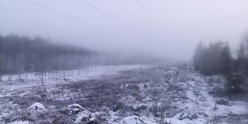 Trees on field during winter