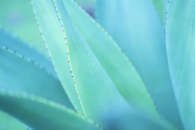 Selective focus of cactus plant leaves texture background. blue tone.