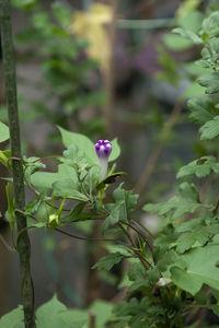 Close-up of small flowering plant