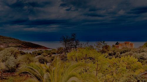 Plants growing on land against sky