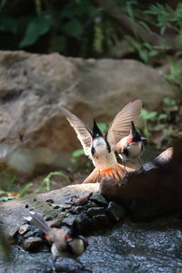 Bird flying over rock