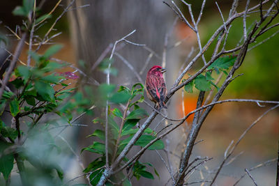 Purple finch in a tree