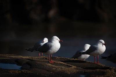 Seagulls perching on a rock