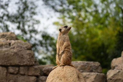 Squirrel sitting on rock