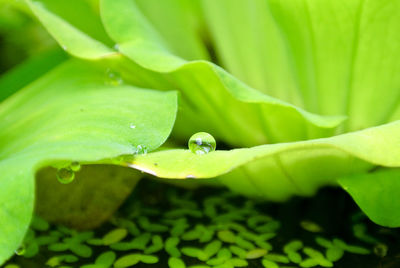 Morning dew on water lettuce.