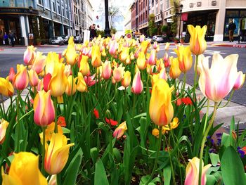 Close-up of tulips