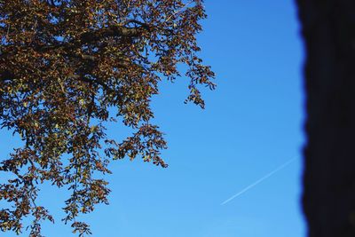 Low angle view of tree against blue sky