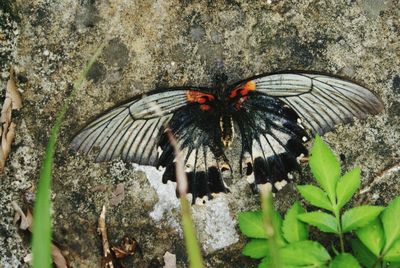 Close-up of butterfly on leaf